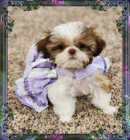 chinese imperial shih tzu breeder in Southern Ohio and Chinese Imperial Dog, puppies for sale. Chinese Imperials are great family dogs and are great with children. They are the sweetest little puppies, and grow up to be the most loving dogs